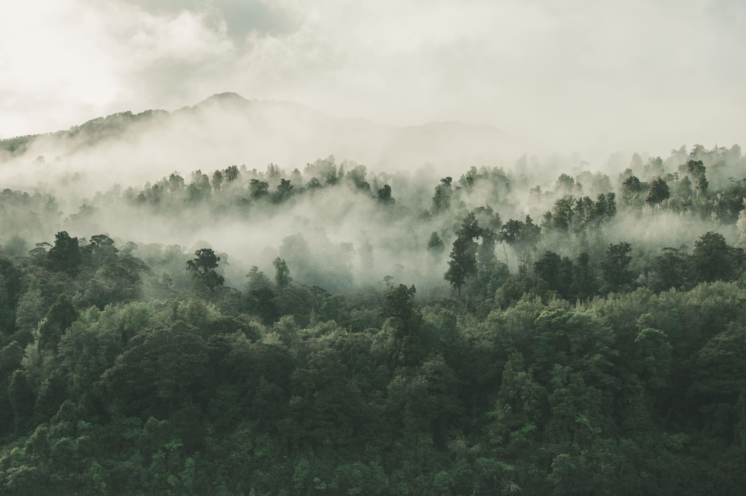 Forest canopy in morning fog